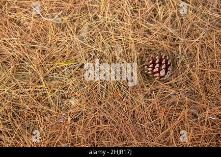Pine cone on the ground with dry coniferous needles, Greece Stock Photo