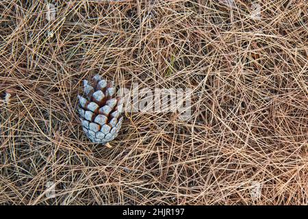 Pine cone on the ground with dry coniferous needles, Greece Stock Photo