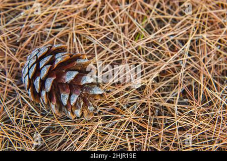 Pine cone on the ground with dry coniferous needles, Greece Stock Photo