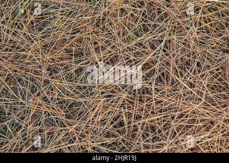 Coniferous needles on the ground in the forest, Greece Stock Photo