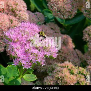 Close up of a Carpenter or Honey Bee,feeding on a purple sedum flower. Sedum flowers are commonly known as spreading stone crops or autumn joy. Stock Photo