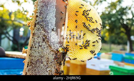 checks beehives holds frame with honey to feed bee family before the honey collection. Stock Photo