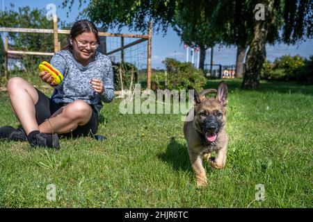 A twelve years old girl plays with an eight weeks old German Shepherd puppy. Green grass background. Sable colored, working line breed Stock Photo