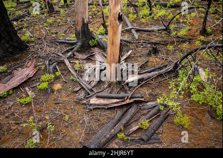 Burned bark lays on the ground after a forest fire Stock Photo
