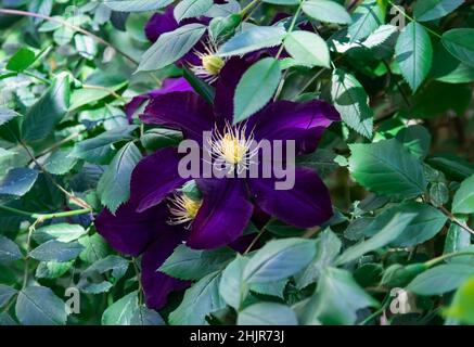 Blue flowers of clematis Warsaw night close-up. Blue and purple petals of a large clematis flower on green foliage during the day. Breeding and sellin Stock Photo