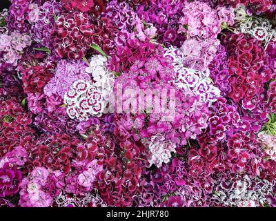 Multicolor flowers turkish carnation dianthus barbatus. Floral background of pink burgundy and lilac Turkish carnation flowers. A bouquet of summer fl Stock Photo