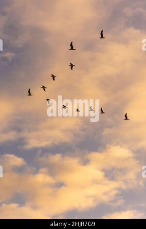 Beautiful view to seagulls flying in formation on sunset sky Stock Photo