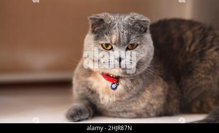 Scottish fold cat, scottish fold cat laying lazy on the floor, selective focus, horizontal photo