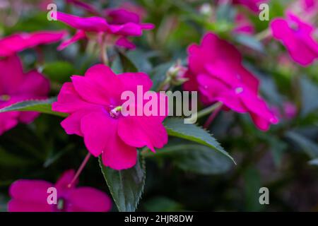 Pink Impatiens flowers blooming outdoors in garden, close up Stock Photo
