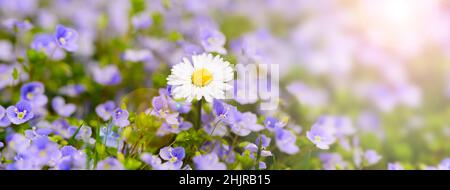 panoramic scene with daisies flowers and sunbeam Stock Photo