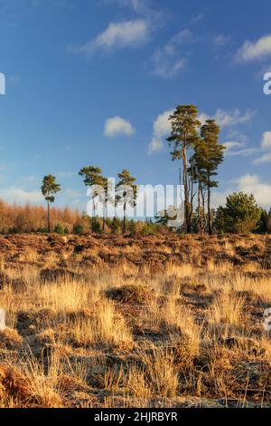 Isolated tall conifer trees on Cleddon nature reserve near Trellech. Stock Photo