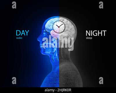 Sleep wake cycle, illustration Stock Photo - Alamy