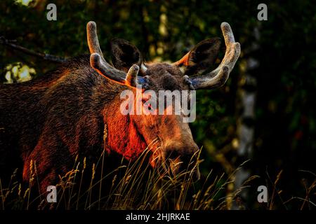 Moose bull is hiding in the evening shadows. Stock Photo