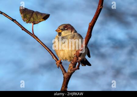 Eurasian tree sparrow Stock Photo