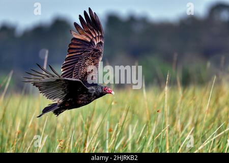 Turkey vulture flyby. Stock Photo