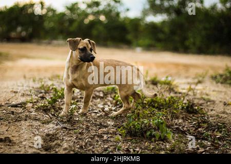 Adorable Ca de Bou in a field Stock Photo