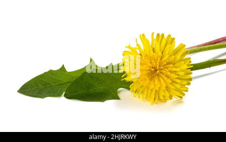 Dandelion leaves  with flower isolated on white background Stock Photo