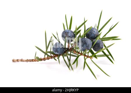 Juniper branch with blue berries isolated on white Stock Photo
