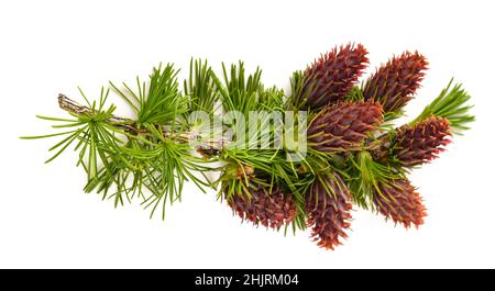 Larch branch with cones isolated on white Stock Photo