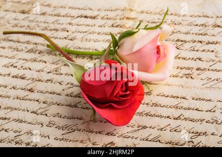 Red and pink rose on old handwriting Stock Photo