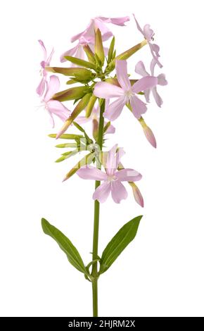 Soapwort ( Saponaria officinalis) isolated on white background Stock Photo