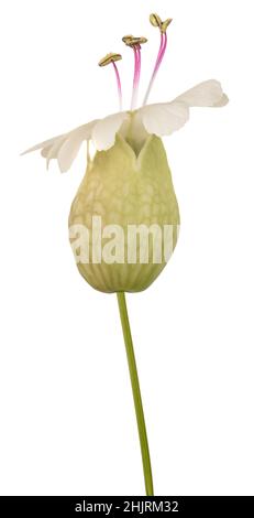 Bladder campion flower  isolated on white Stock Photo