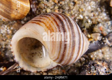 White and brown striped seashell that has washed up on a beach Stock Photo