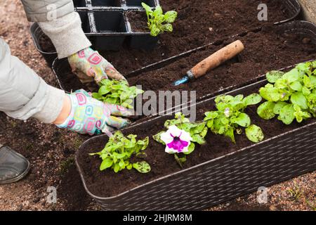 Gardener replants seedlings in decorative plastic pots, close-up photo of hands with selective focus Stock Photo