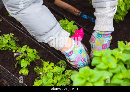 Gardener replants flower seedlings in decorative pots, close-up photo with selective focus Stock Photo