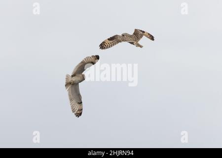 Two Short-eared Owl (Asio flammeus) Winterton Norfolk GB UK January 2022 Stock Photo