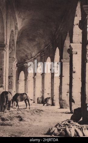 Horses are now stabled in the outer corridor of the Colosseum where the early Christian martyrs were torn by wild beasts. Rome (1923) Stock Photo