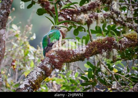 female Resplendent quetzal (Pharomachrus mocinno) on a wild avocado tree, San Gerardo de Dota, Costa Rica, Central America Stock Photo