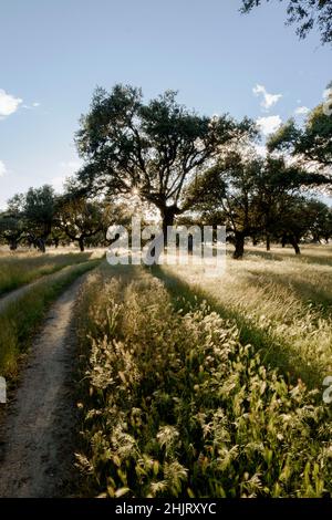 Holm oaks against the light on a path in Monfragüe National Park Holm oak meadows and pastures in the Natura 2000 Network Spain Extremadura Stock Photo