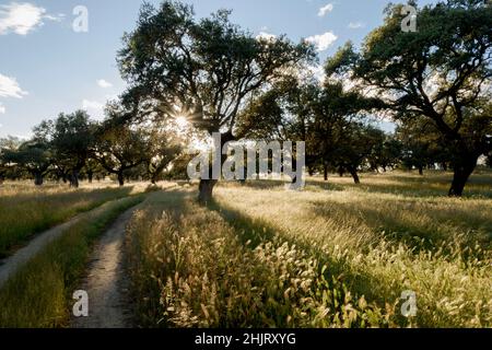 Holm oaks against the light on a path in Monfragüe National Park Holm oak meadows and pastures in the Natura 2000 Network Spain Extremadura Stock Photo
