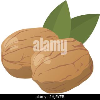 Realistic fresh walnuts against white background - Vector illustration Stock Vector