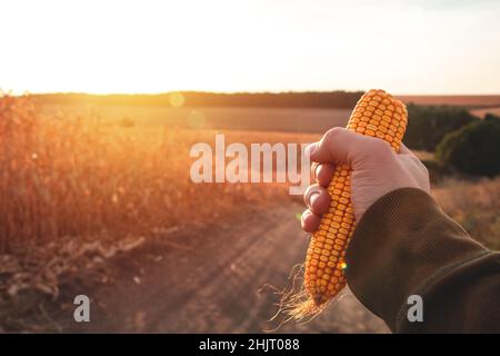 Ripe corn in hand on the background of a corn field at sunset Stock Photo