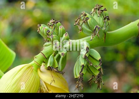 Bunches of green small bananas grow on blooming tree branch on blurred background on plantation in tropical village extreme closeup Stock Photo