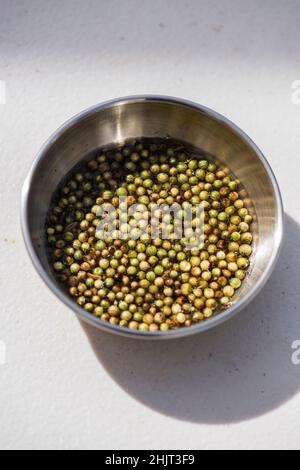 Pinch bowl with cilantro berries also called green coriander seeds Stock Photo