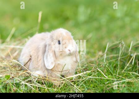 Beauty baby rabbit outside in garden Stock Photo