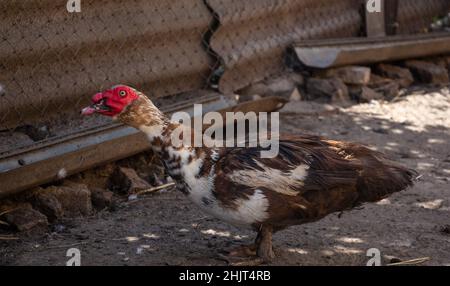 Adult muscovy duck in the barnyard, male close up Stock Photo