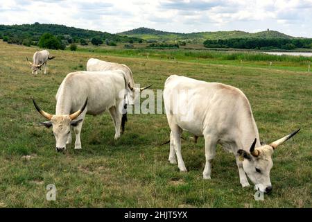 hungarian grey cattles in on the green field in Hungary Stock Photo