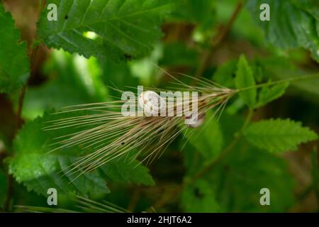 snail on a spikelet of wheat, slippery gastropods Stock Photo