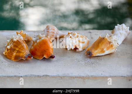 Seashells in front of a swimming pool Stock Photo