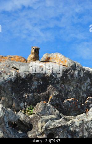 Dassie - Rock hyrax, Tsitsikamma National park South Africa Stock Photo