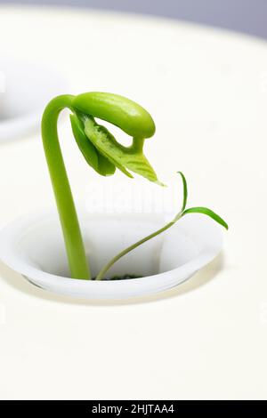 Vertical shot of a very young bean sprout under a grow light. Stock Photo