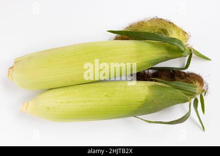 two fresh corn ears with green leaves isolated on white background, heap of raw corn cobs with husk, top view Stock Photo