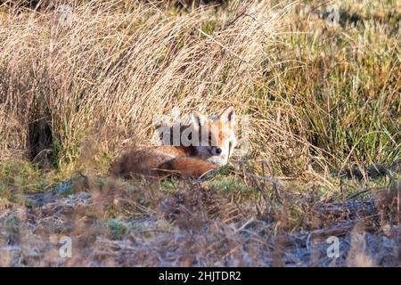 Red fox (Vulpes vulpes) laying down in the sun in front of reeds on a frosty sunny winter day, UK Stock Photo
