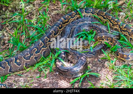 Two pyton snake rest in the grass. Stock Photo