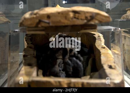 Internal sarcophagus painted 'yellow Coffin' with the mummy of a 25-year-old woman, on display in the Egyptian collection at the National Archaeological Museum of Naples 'Mann', second in Italy after the Egyptian Museum in Turin.Napoli, Italy, January 31, 2022. Credit: Vincenzo Izzo/Alamy Live News Stock Photo