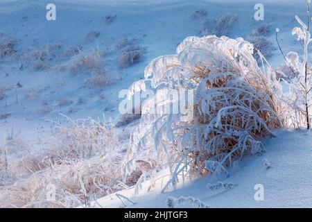 Winter background of frozen grass covered with hoarfrost and shining from the sunset between deep snow drifts Stock Photo